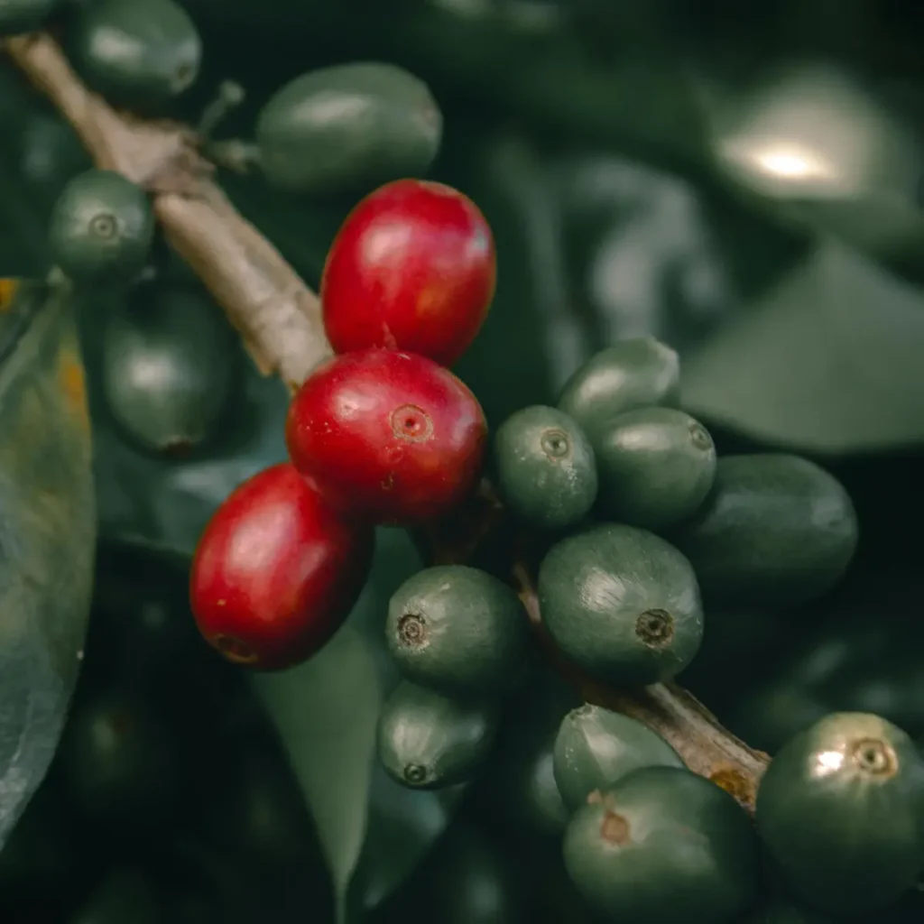 Bacche di caffè ancora da maturare